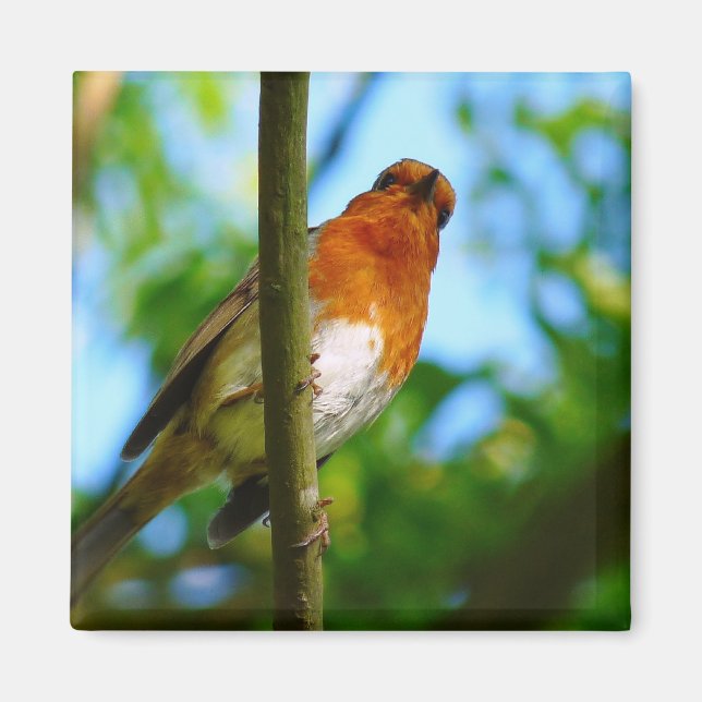 ROBINS MAGNET (Framsidan)