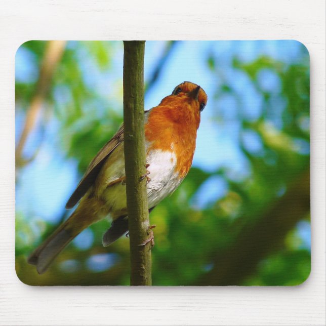 ROBINS MUSMATTA (Framsidan)
