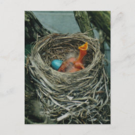 Robin's nest vykort