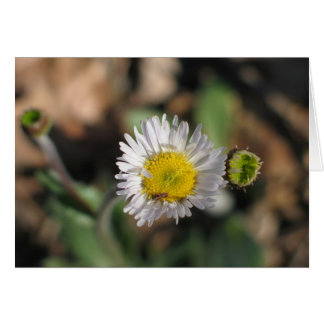 Robin's Plantain OBS Kort