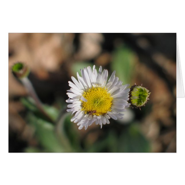 Robin's Plantain OBS Kort (Framsidan Horizontal)