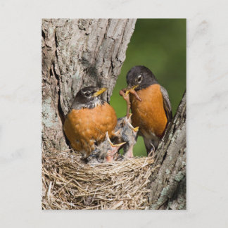 Robins VI Vykort