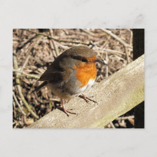 ROBINS VYKORT