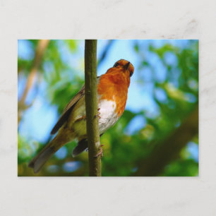 ROBINS VYKORT