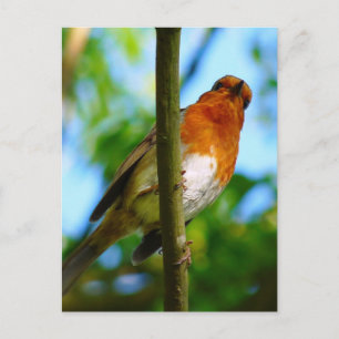 ROBINS VYKORT