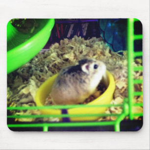 Robo hamster musmatta