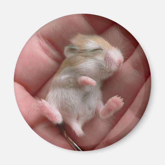 Robo Valp Magnet (Framsidan)