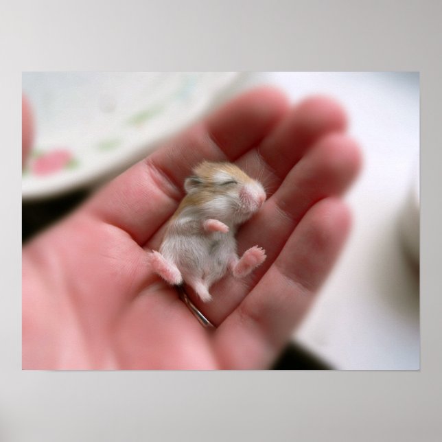 Robo Valp Poster (Framsidan)