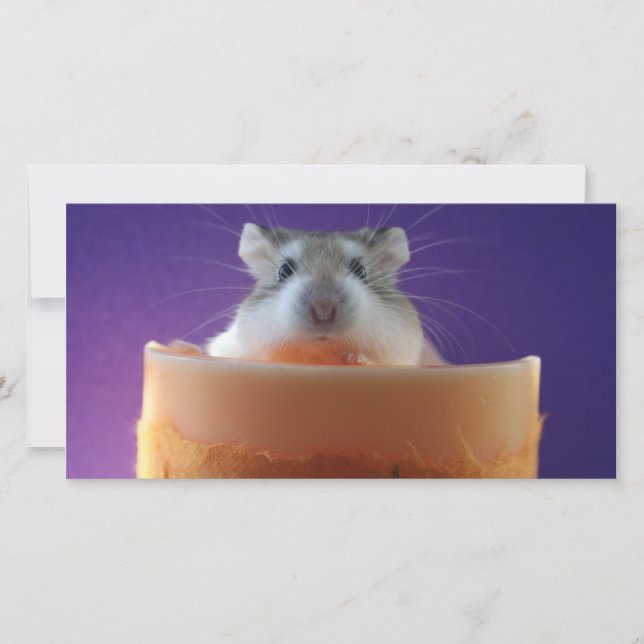 Roborovksi Hamster Photo Card (Framsida)