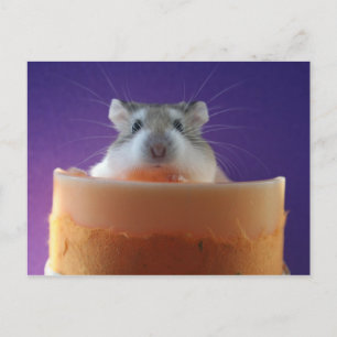 Roborovksi Hamster Vykort