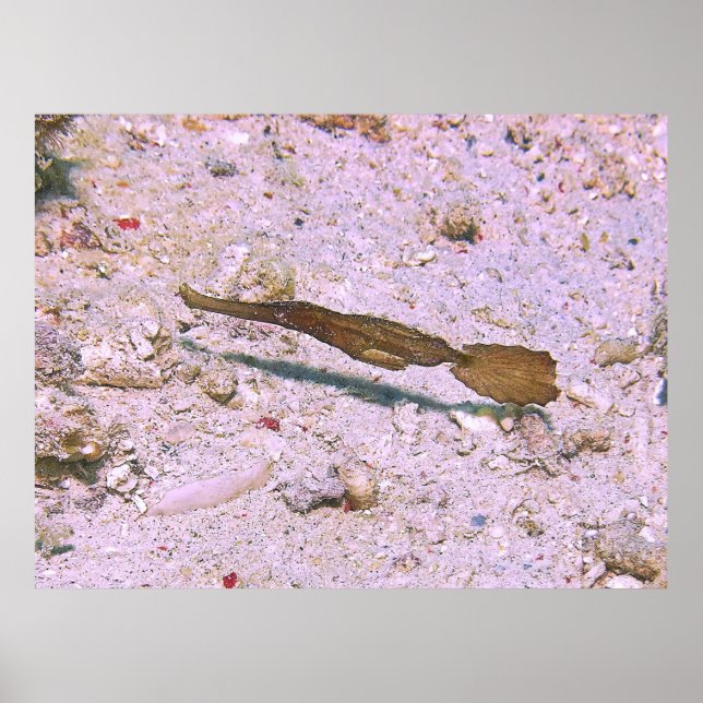 Robust Ghost Pipefish Poster (Framsidan)