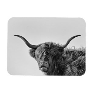 Robustt höglands- ko i monokrom magnet