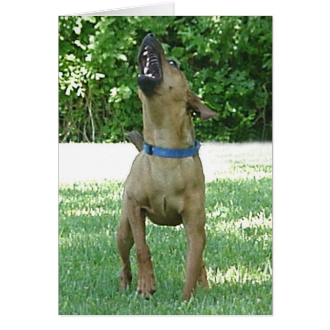 Rocco - Rye Ruv Roo! Kort (Framsidan)