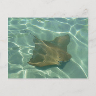 Rochen im Meer Postkarte Grußkarte Vykort