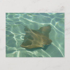 Rochen im Meer Postkarte Grußkarte Vykort