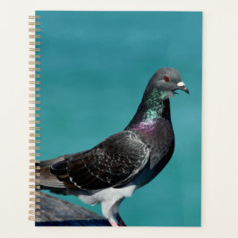 Rock Pigeon