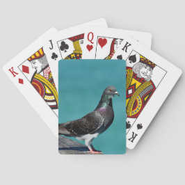 Rock Pigeon Casinokort