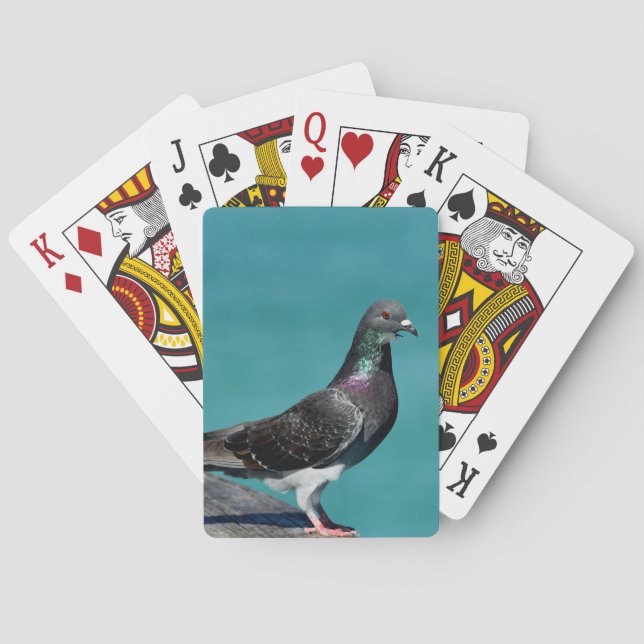 Rock Pigeon Casinokort (Baksidan)
