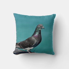 Rock Pigeon Kudde