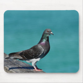 Rock Pigeon Musmatta