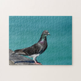 Rock Pigeon Pussel