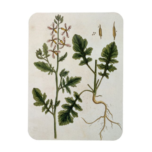 Rocket, tallrik 242 från "A Nyfiken Herbal", publi Magnet (Vertikal)