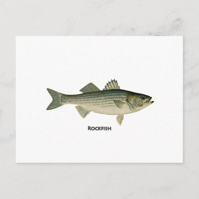 Rockfish Logotyp Vykort (Framsida)