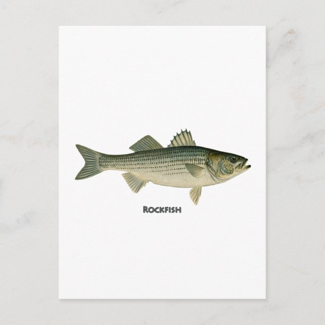 Rockfish-logotyp Vykort (Framsida)