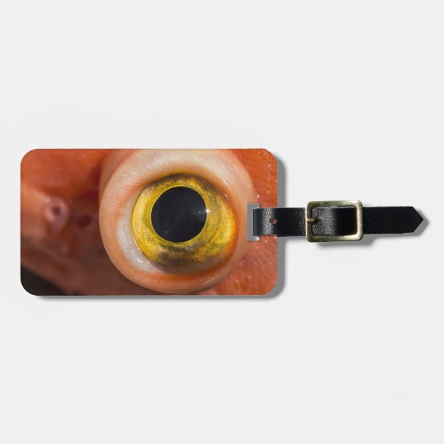 Rockfish Öga Bagagebricka (Horisontell Framsida)