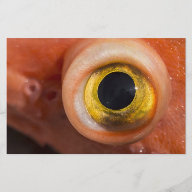 Rockfish Öga Brevpapper (Framsida)