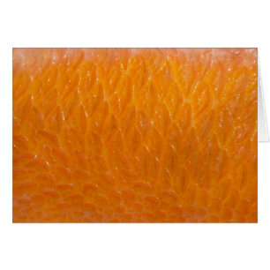Rockfish Skin OBS Kort