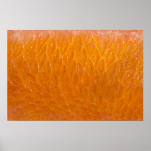 Rockfish Skin Poster