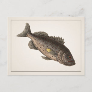 Rockfish-vykort - Stil I Vykort