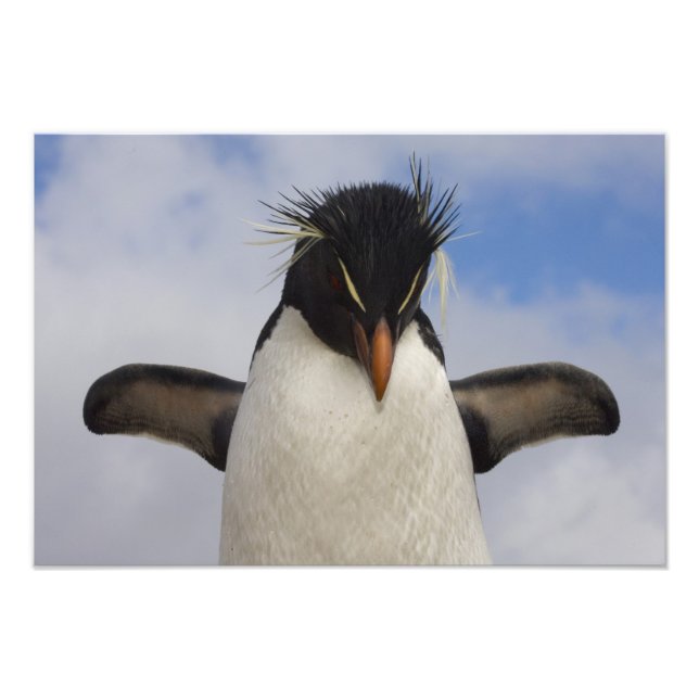 Rockhopper Penguin Eudyptes chrysocome Fototryck (Framsidan)