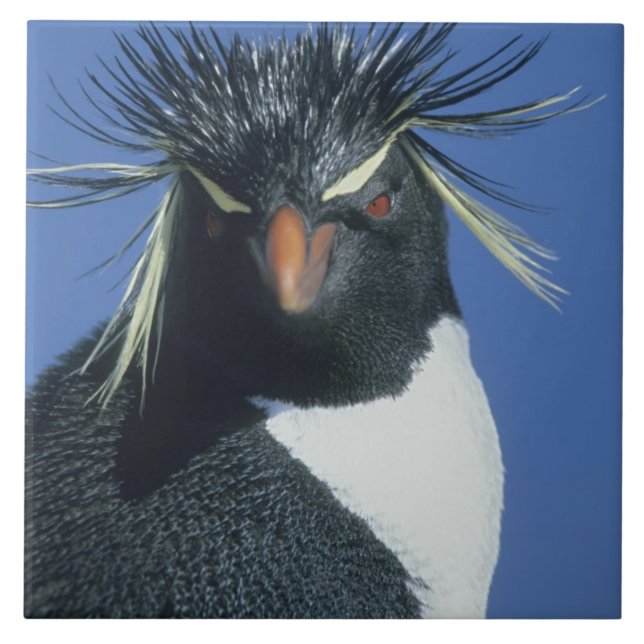 Rockhopper Penguin (Eudyptes chrysocome) Kakelplatta (Framsidan)