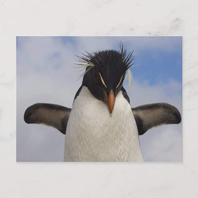 Rockhopper Penguin Eudyptes chrysocome Vykort (Framsida)
