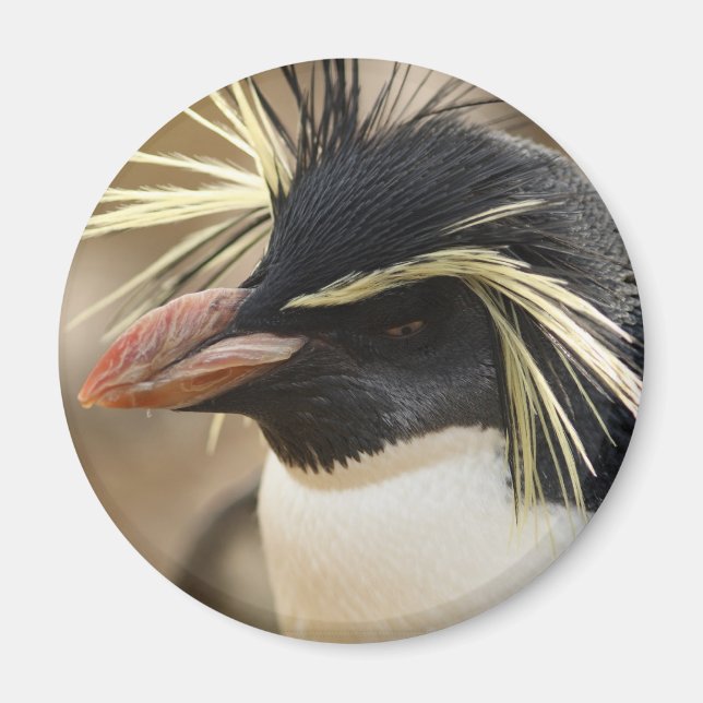 Rockhopper Penguin Magnet (Framsidan)