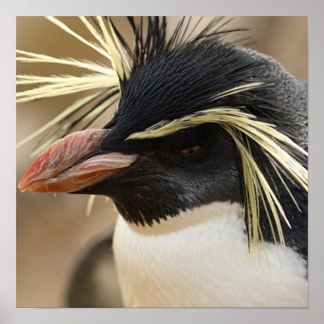 Rockhopper Penguin Poster (Framsidan)