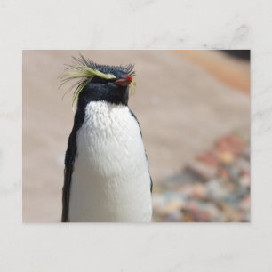 Rockhopper Penguin-vykort Vykort