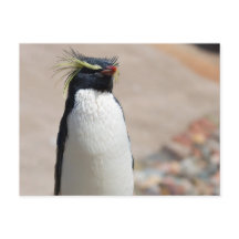 Rockhopper Penguin-vykort