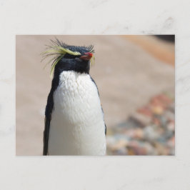 Rockhopper Penguin-vykort Vykort