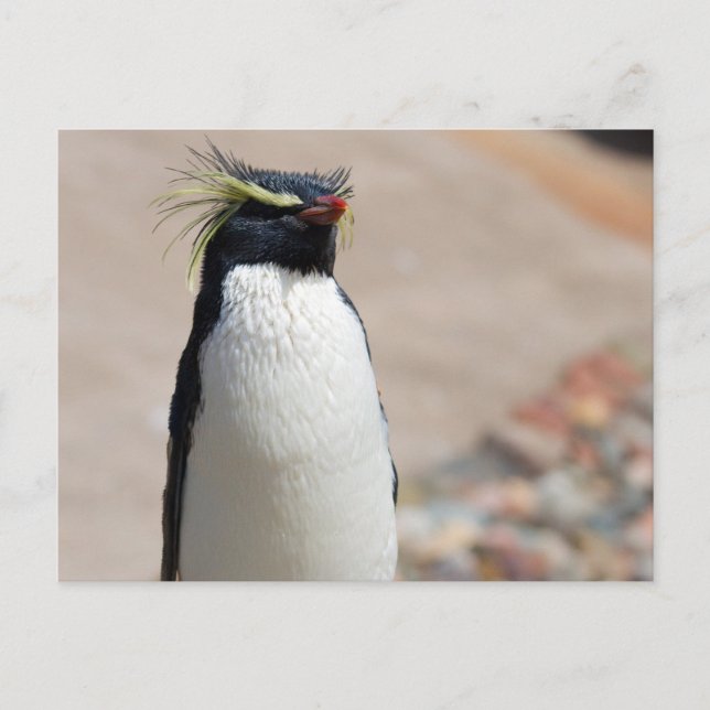 Rockhopper Penguin-vykort Vykort (Framsida)