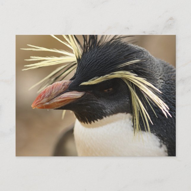 Rockhopper Penguin-vykort Vykort (Framsida)