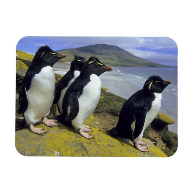Rockhopper Penguins (Eudyptes chrysocome) Magnet (Horisontell)
