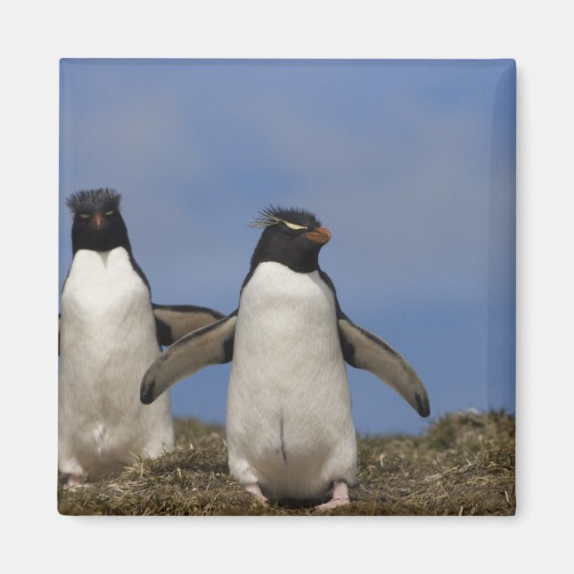 Rockhopper Penguins Eudyptes chrysocome Magnet (Framsidan)