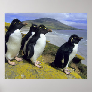 Rockhopper Penguins (Eudyptes chrysocome) Poster