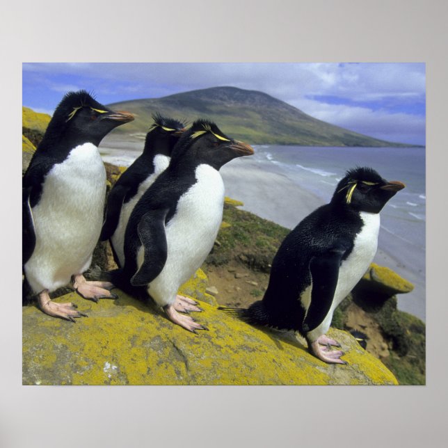 Rockhopper Penguins (Eudyptes chrysocome) Poster (Framsidan)