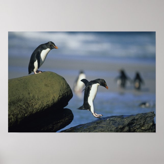 Rockhopper Penguins, Eudyptes chrysocome) Poster (Framsidan)