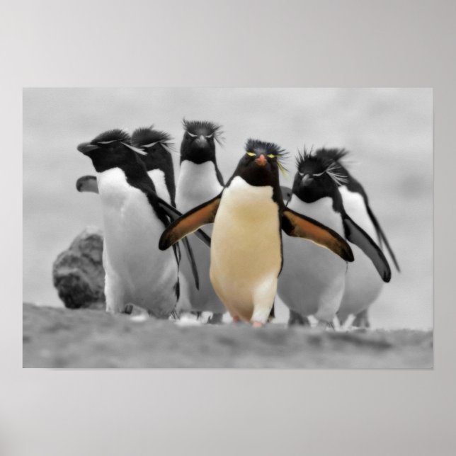 Rockhopper Penguins Poster (Framsidan)