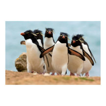 Rockhopper Penguins Poster från 8,99